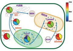 澳门金沙网址：微拟球藻渐已成为真核微藻合成生物学研究的模式生物