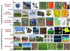 澳门金沙网址：作物表型鉴定研究的系统综述